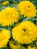 Golden Calendula Flower Seeds - Grow Beautiful Flowers Indoors, Outdoors, In Pots, Grow Beds, Soil, Hydroponics & Aquaponics flower seeds
