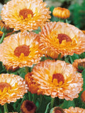 Pink Calendula Flower Seeds - Grow Beautiful Flowers Indoors, Outdoors, In Pots, Grow Beds, Soil, Hydroponics & Aquaponics seeds bulk