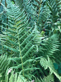 250 Glade Fern Spores Seeds-(Diplazium pycnocarpon) flower spore