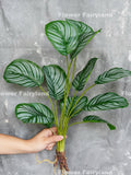 Faux Calathea Orbifolia Turtle Leaf with Roots - Artificial Plant faux plants