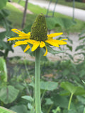 Coneflower Giant Rudbeckia Maxima flower seed 25 flower seeds