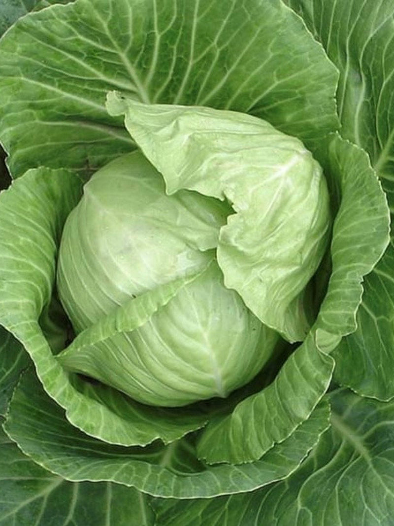 Copenhagen Market Early Cabbage Seeds | Heirloom | Organic seeds bulk