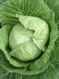 Copenhagen Market Early Cabbage Seeds | Heirloom | Organic seeds bulk