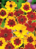 Coreopsis / Tickseed. Mixed colours. Perennials. 50 seeds. Pollinators garden. seeds bulk