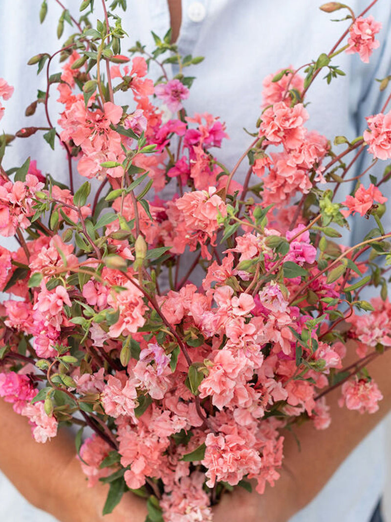 Elegant Salmon Clarkia Flower Seeds, Clarkia unguiculata, Salmon Pink Flower Seeds, 30 Seeds flower seeds