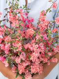 Elegant Salmon Clarkia Flower Seeds, Clarkia unguiculata, Salmon Pink Flower Seeds, 30 Seeds flower seeds