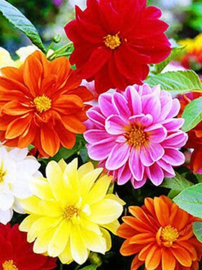 Dahlia Dwarf Unwins . Mixed colours . 30 seeds flower seeds