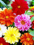 Dahlia Dwarf Unwins . Mixed colours . 30 seeds flower seeds