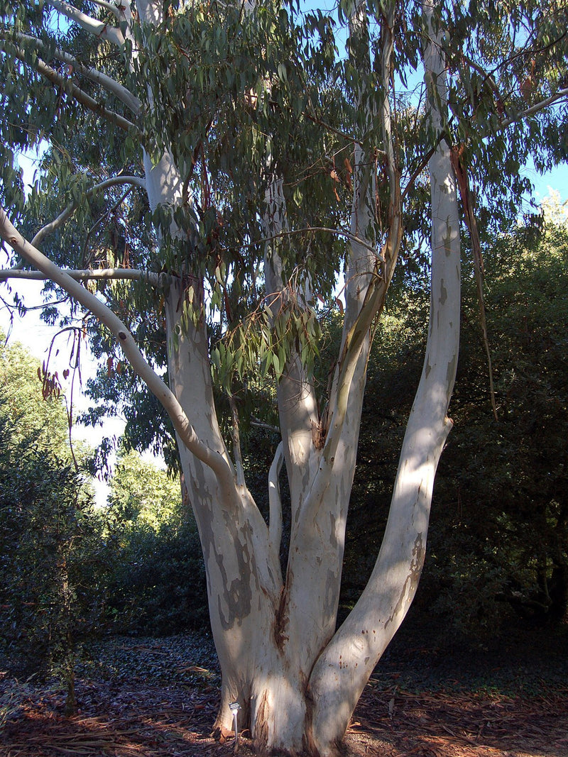 Eucalyptus dalrympleana seeds white mountain gum 10-100pc Organic seeds bulk