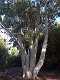 Eucalyptus dalrympleana seeds white mountain gum 10-100pc Organic seeds bulk