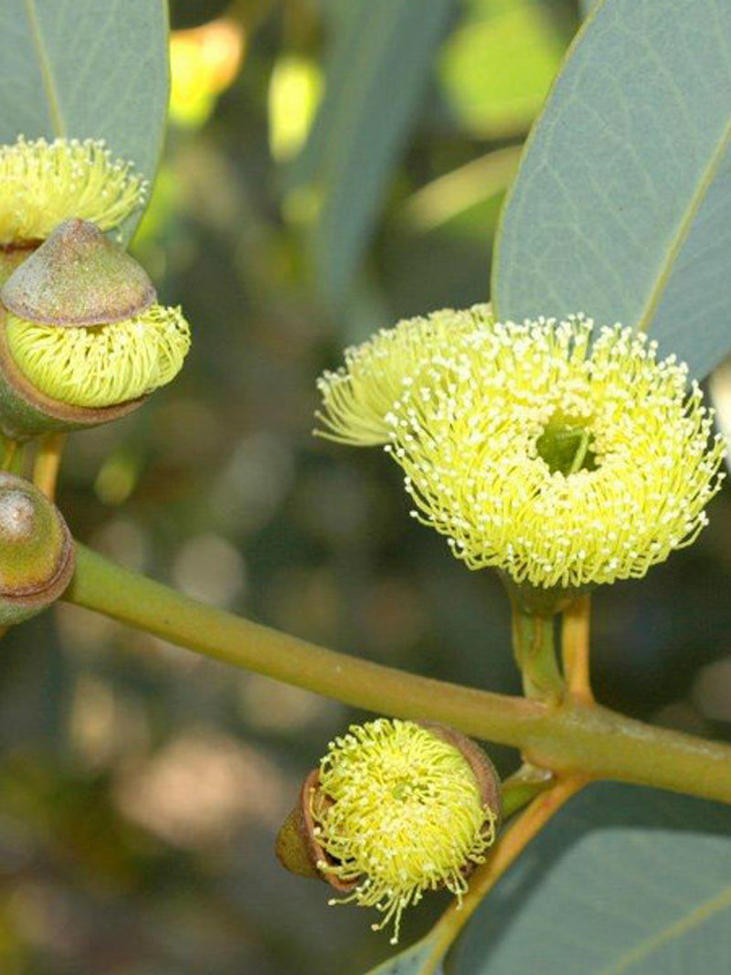 Eucalyptus preissiana seeds 'bell fruit mallee' 10-100pc Organic seeds bulk