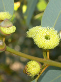 Eucalyptus preissiana seeds 'bell fruit mallee' 10-100pc Organic seeds bulk
