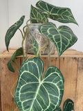 Artificial Trailing Athurium Silk Printed Vine  - 110cm faux plants