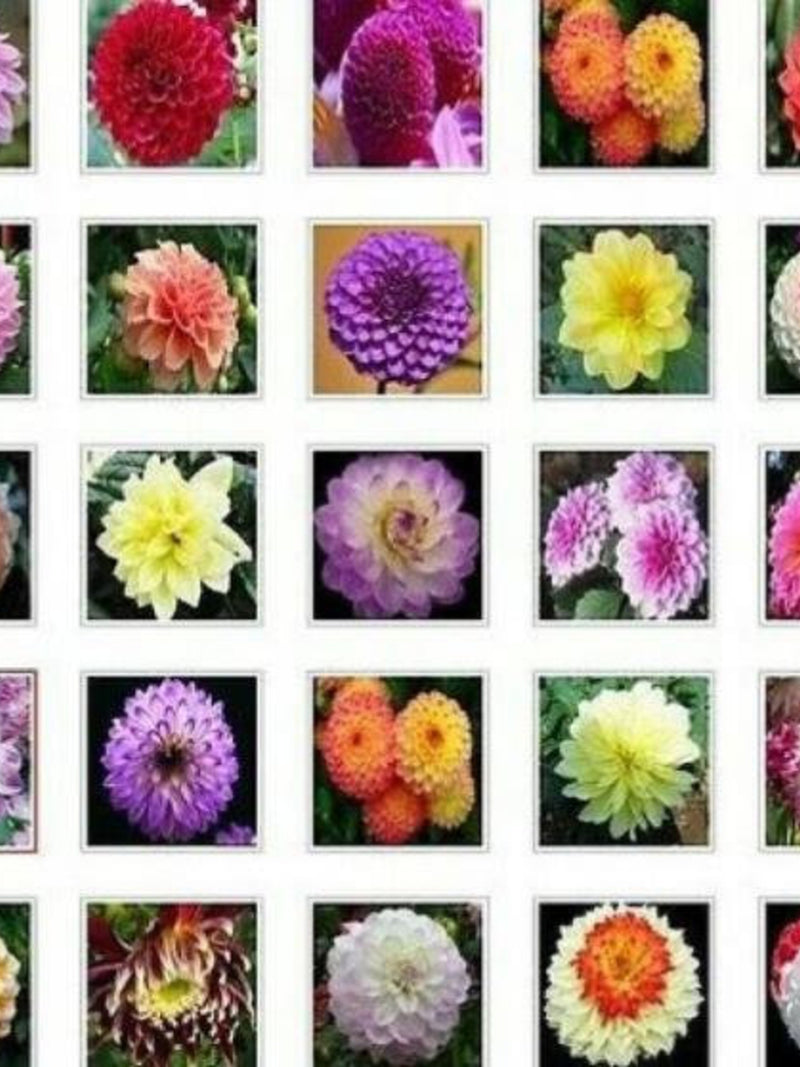 US-Seller Rare Beautiful Perennial Dahlia Flowers Seeds 20PCS Mix Color.(#2320) FLOWER DELIVERY