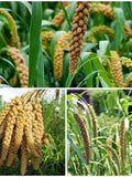 50+ SETARIA Ornamental Grass Seeds - Natural Home Accent / Used in Mixed bouquets / Fresh or Dried Arrangements / Natural & Sheek Home Decor seeds bulk