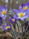 Anemone (seeds) Violet Pasque Flower, Vibrant Flower, Rare Seeds for Planting, Great for Outdoors and Indoors, Colorful Gift for Gardener flower seeds