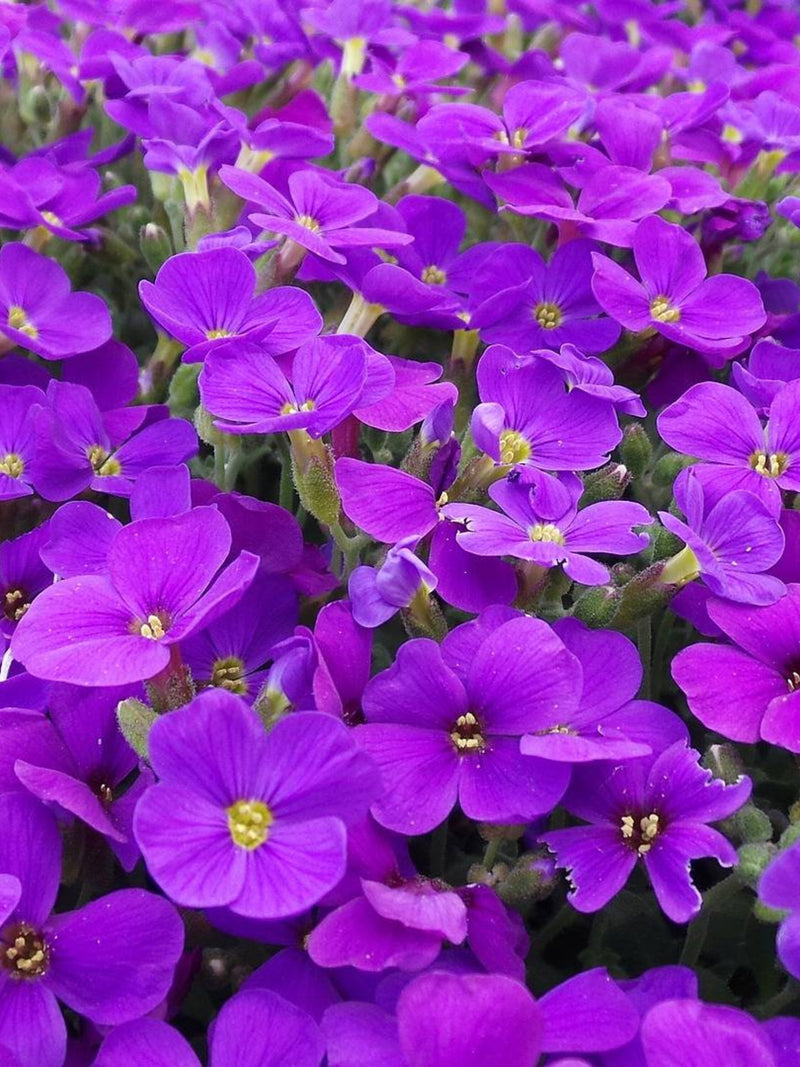 Aubrieta Seeds Canada, Perennial Flower, False Rockcress Lilac Bush Aubretia Cushion Pillow, Low Growing Hardy Border, Pink Purple Color Mix seeds bulk