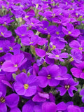 Aubrieta Seeds Canada, Perennial Flower, False Rockcress Lilac Bush Aubretia Cushion Pillow, Low Growing Hardy Border, Pink Purple Color Mix seeds bulk