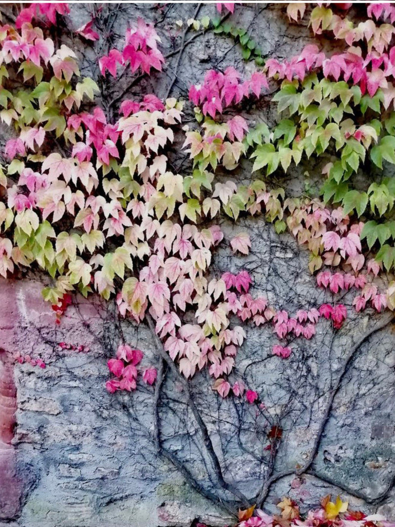 Boston Ivy Seeds, Parthenocissus Tricuspidata PT0110 seeds bulk