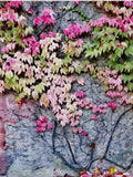 Boston Ivy Seeds, Parthenocissus Tricuspidata PT0110 seeds bulk