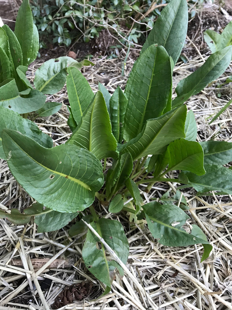 Garden Patience Seeds - Rumex patientia - Patience Dock seeds bulk