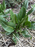 Garden Patience Seeds - Rumex patientia - Patience Dock seeds bulk