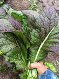 Japanese Giant Red Mustard Seeds | Red Mustard Greens | 50+ seeds | Heirloom Organic | Asian Greens __ seeds bulk