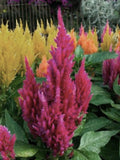Pampas Plume Mix, Celosia Seed, 100 Seeds seeds bulk