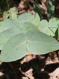 Eucalyptus nitens seeds 'shining gum' 10-100pc Organic seeds bulk