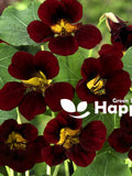 Nasturtium Tom Thumb BLACK VELVET - 30 seeds - Tropaeolum minus nanum - Annual Flower flower seeds