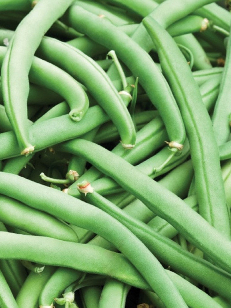 Tendergreen Improved Green Bush Bean Seeds | Heirloom | Organic seeds bulk