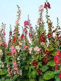 Prairie Mix - ORGANIC HOLLYHOCK SEEDS  Heirloom  Fresh Seeds , Canada grown quality Seeds seeds bulk