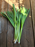 Belgian Perennial Leek Seeds (allium) seeds bulk