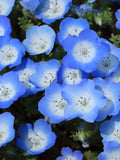 Baby Blue Eyes Flower Seeds - Nemophila Menziesii / Self Sowing Annual Flower / Baby Blue Eyes or baby's Blue Eyes / Natural NON GMO Seeds flower seeds