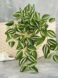 18" Faux Hanging Wandering Variegated Tradescantia - Bicolor - Artificial Plant faux plants