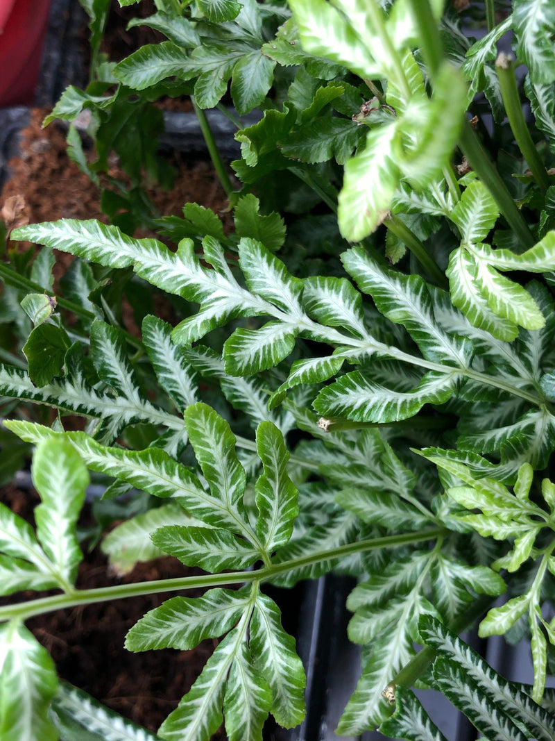 100+ Silver Lace Fern Spores (Seeds) flower spore
