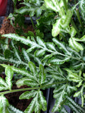 100+ Silver Lace Fern Spores (Seeds) flower spore