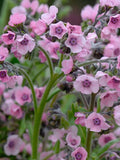 50 Seeds- Chinese Forget Me Not Flower Seeds-Hound's Tongue-Biennial- Cynoglossum Amabile Mystic Pink PV112 flower spore