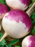 300+ Organic - Purple Top White Globe Turnip  Seeds - Heirloom All Canadian Heirloom Seeds seeds bulk