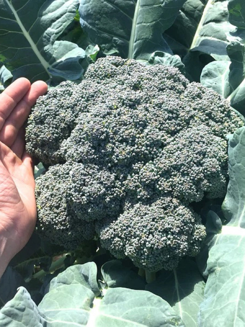 250+ Island Market Broccoli Non-Hybrid - Non-GMO - Open-Pollinated Seeds Perfect for Saving Year After Year- All Canadian Heirloom Seeds seeds bulk