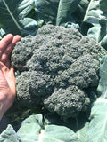 250+ Island Market Broccoli Non-Hybrid - Non-GMO - Open-Pollinated Seeds Perfect for Saving Year After Year- All Canadian Heirloom Seeds seeds bulk