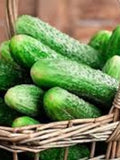 Cucumber Vegetable Seeds 25+ Bushy Pickling Cucumber Seeds- Heirloom - Organic All Canadian Heirloom Seeds seeds bulk