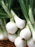 150+ Crystal Wax Pickling - Pearl Onion Seeds- Heirloom All Canadian Heirloom Seeds seeds bulk
