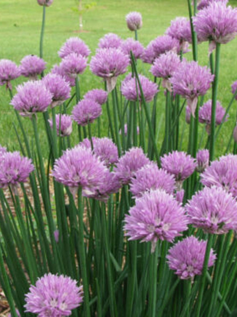 Herb Seeds 200+ Chive Herb Seeds - Heirloom All Canadian Heirloom Seeds seeds bulk