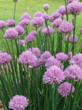 Herb Seeds 200+ Chive Herb Seeds - Heirloom All Canadian Heirloom Seeds seeds bulk