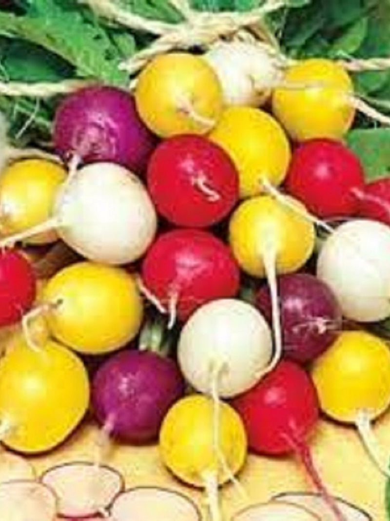 100+ Mixed Heirloom Blend Radish Seeds  - Fresh - Organic All Canadian Heirloom Seeds seeds bulk