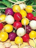 100+ Mixed Heirloom Blend Radish Seeds  - Fresh - Organic All Canadian Heirloom Seeds seeds bulk