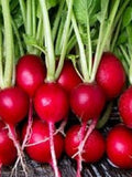 100+ Cherry Belle Radish Seeds All Canadian Heirloom Seeds seeds bulk