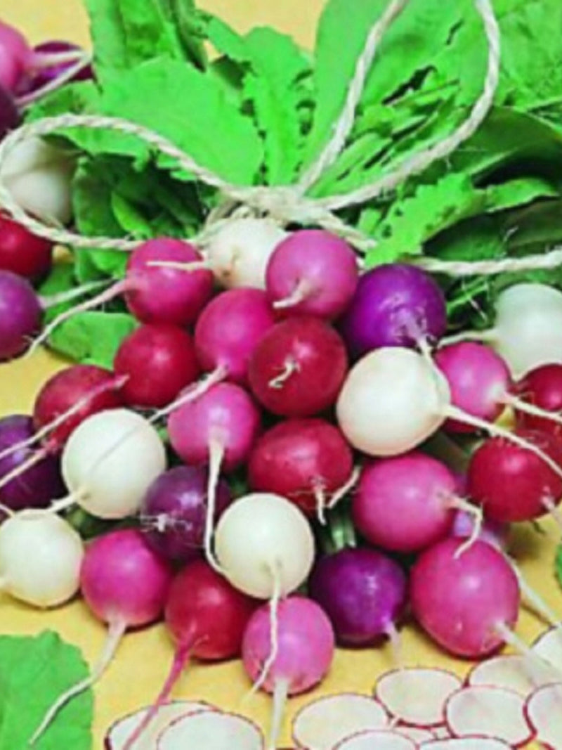 500+ Ultimate Radish Seed Blend - Heirloom- Organic All Canadian Heirloom Seeds seeds bulk