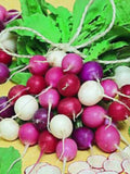 500+ Ultimate Radish Seed Blend - Heirloom- Organic All Canadian Heirloom Seeds seeds bulk